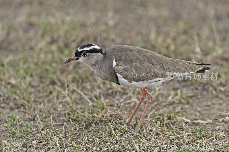 冠田凫(Vanellus coronatus)，或冠鸻，是一种东非物种。Ol Pejeta保护区，肯尼亚。